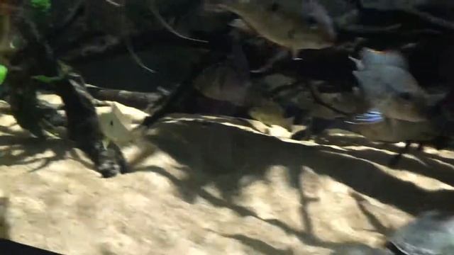 Аквариум на 500 литров. смотреть онлайн