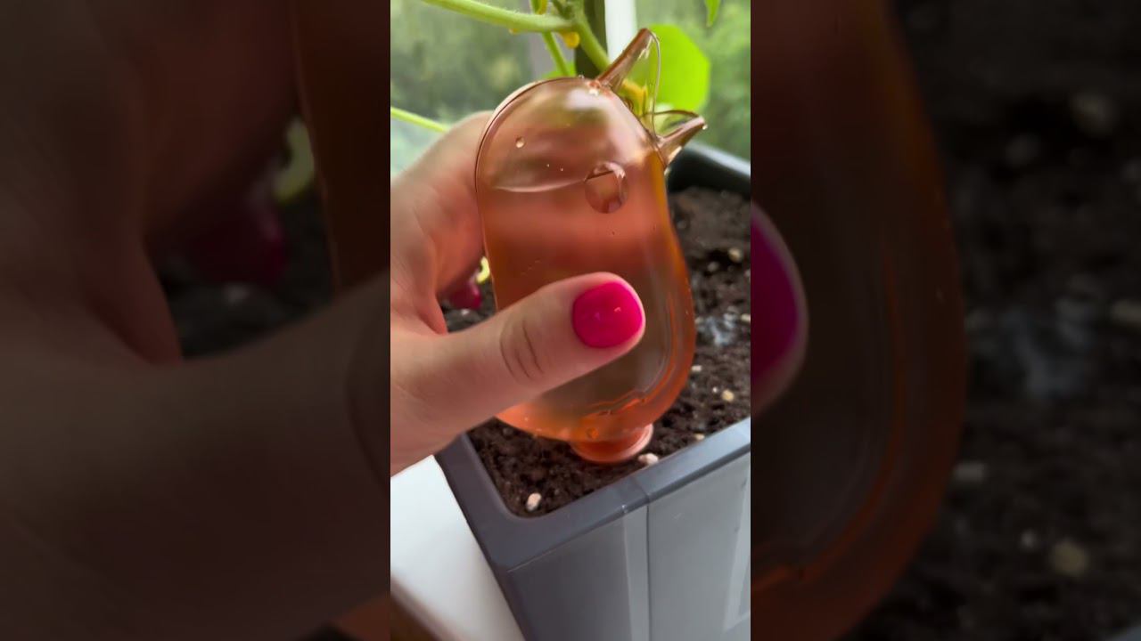 Автополив огурцов смотреть онлайн