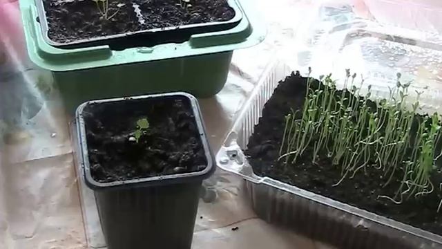 Пикировка сельдерея. Февраль 2017 г //Секреты хороших урожаев. смотреть онлайн