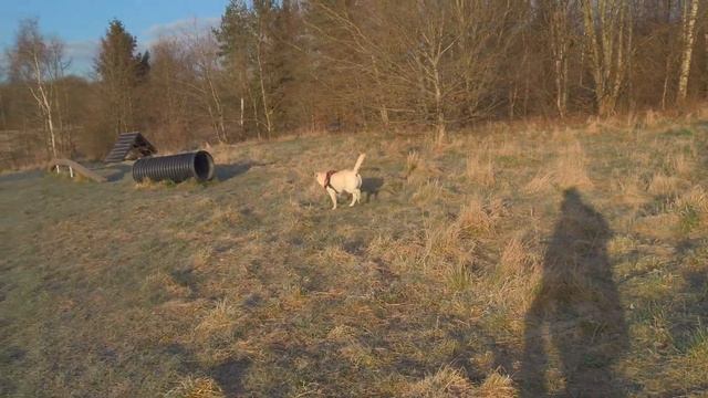 Funny labrador. Лабрадор. Места для выгула собак в Дании. смотреть онлайн