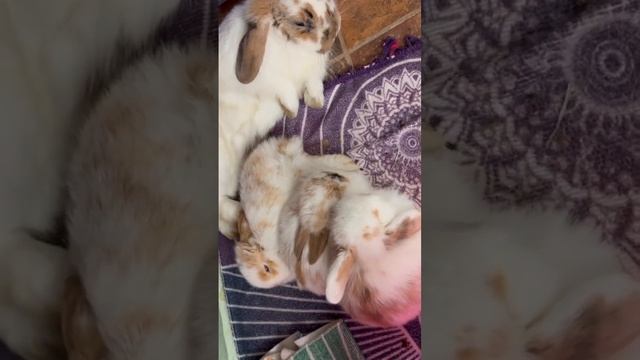 Are you falling asleep? #hollandlops #bunnies #bunniesoftheworld #cute #funny #rabbitsofyoutube смотреть онлайн