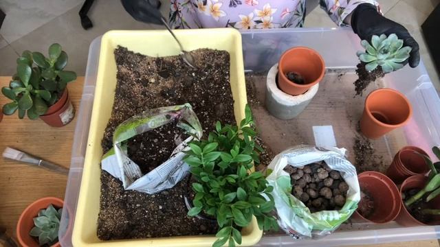Как сделать суккуленты- бонбоньерки (подарки гостям на свадьбу) и оригинальную рассадку? смотреть онлайн