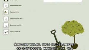 Куда должна смотреть прививка при посадке яблони