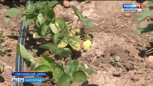 Система орошения помогла светлоярским фермерам превратить пустое поле в урожайное смотреть онлайн