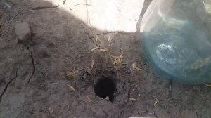 Я поймал тарантула