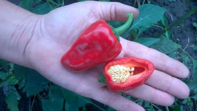 Piquillo Peppers - испанский слабоострый перец. смотреть онлайн