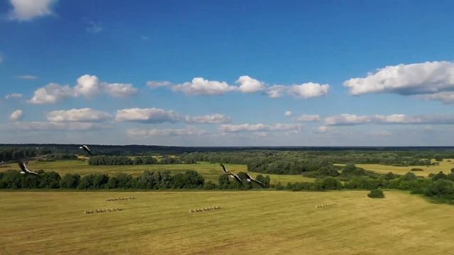 Полёт с аистами смотреть онлайн