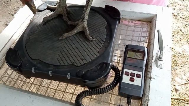 Джерсийский гигант 9 месяцев смотреть онлайн