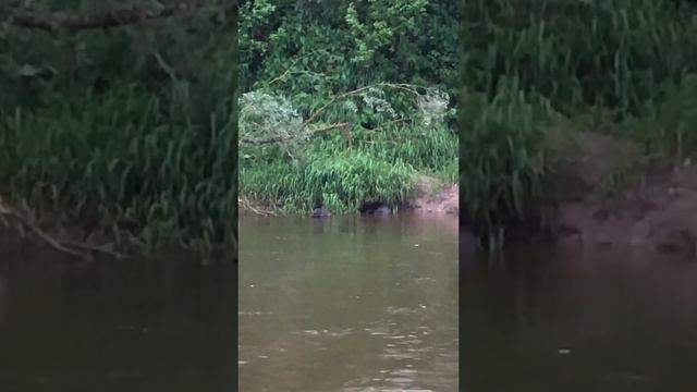 Ребятам о бобрятах !!! смотреть онлайн