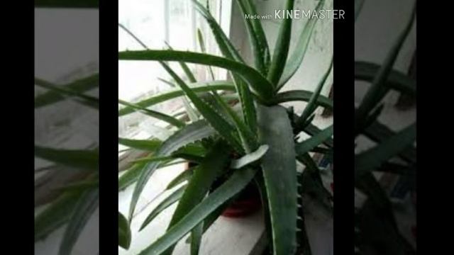 КОМНАТНЫЕ РАСТЕНИЯ И УХОД. ОНЛАИ ЗАНЯТИЕ. ДРАНОВА Н.Д.