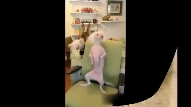 ТАНЦУЮЩИЕ ЖИВОТНЫЕ!! смотреть онлайн