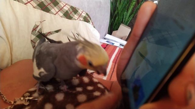 Профессиональный пилинг рук от кореллы Гошки. смотреть онлайн