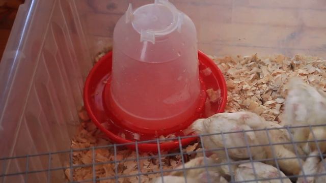 Впервые хотите завести индюков? Посмотрите это видео.