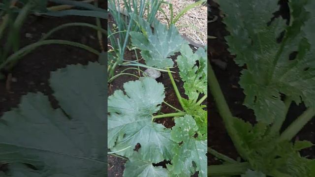 07.06.23. обзор сада,гортензия после зимы пострадала. смотреть онлайн