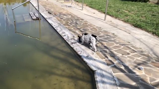 Французский бульдог Мира знакомится с водоёмом смотреть онлайн