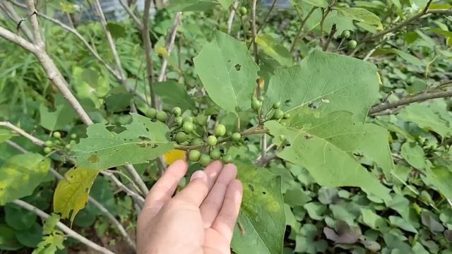 #43 Что растёт у африканских соседей смотреть онлайн