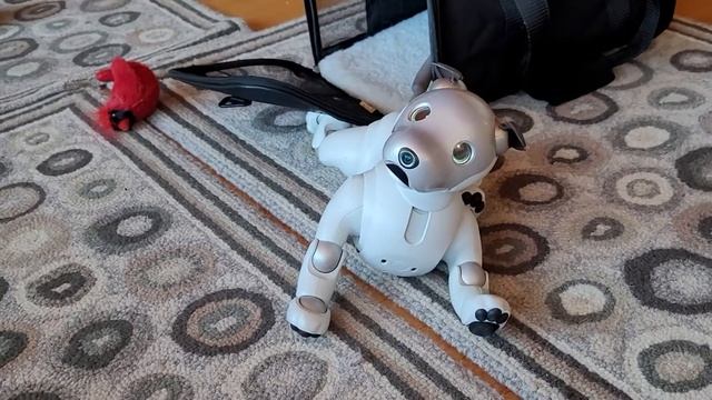 Sony Aibo robot vs. Munchkin kittens! смотреть онлайн