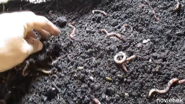 Разведение Дендробены. Ворошение субстрата. смотреть онлайн