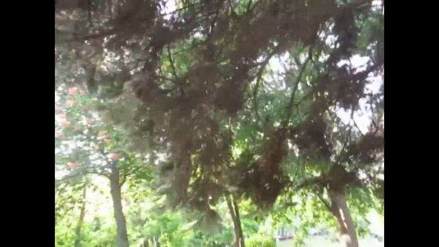 Таганрог По приморскому парку смотреть онлайн