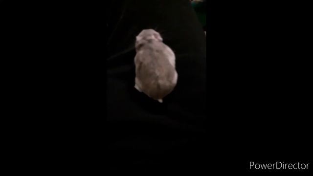 Hamster Helicopter meme смотреть онлайн