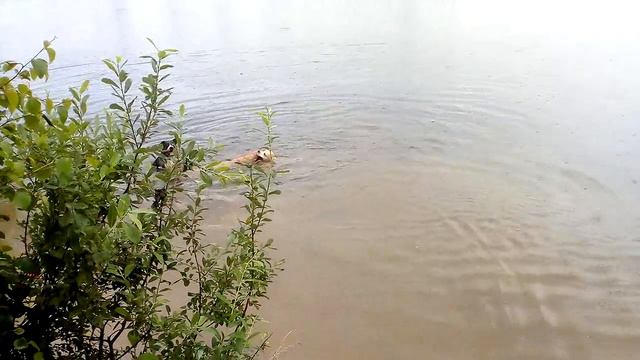 Прогулка в любую погоду,амстаффы Ценный Приз, http://ast-dog.ru смотреть онлайн