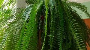 Мой папоротник Нефролепис. Магнезия для папоротника. Уход за папоротником