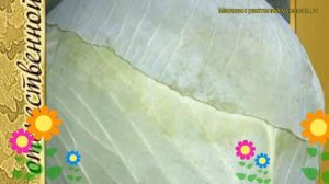 Капуста белокочанная Московская поздняя 15. Краткий обзор, описание Moskovskaya Pozdnyaya 15