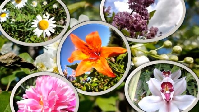 Вальс цветов видео смотреть онлайн