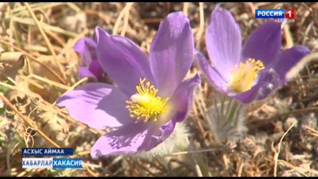 По данным росреестра Хакасии, в республике идет сокращение сельскохозяйственных земель смотреть онлайн