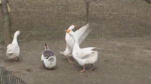 спаривание гусей !!!