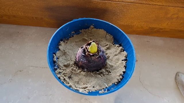 ГИАЦИНТЫ. ПОРА ВЫСАЖИВАТЬ ГИАЦИНТ В ДОМАШНИХ УСЛОВИЯХ смотреть онлайн