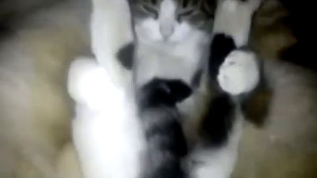 Медитирующий кот. Cat meditation. Приколы с животными! смотреть онлайн