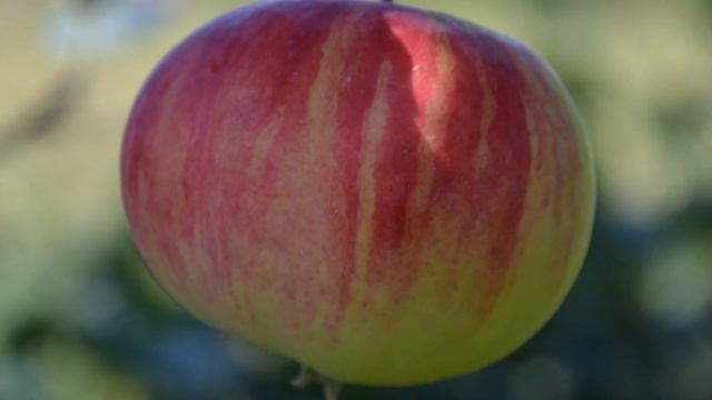 Сорт яблони Коричное полосатое смотреть онлайн