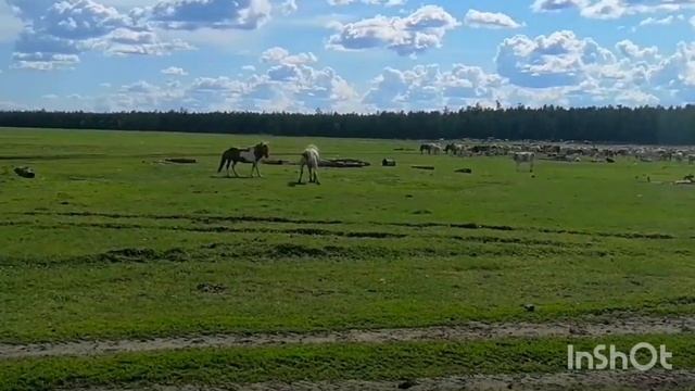 Якутские лошади/Якутская порода лошадей смотреть онлайн