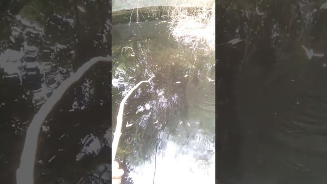 Ловля рыбы на самодельные снасти смотреть онлайн