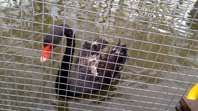 Смоленск. Лопатинский сад 03 смотреть онлайн