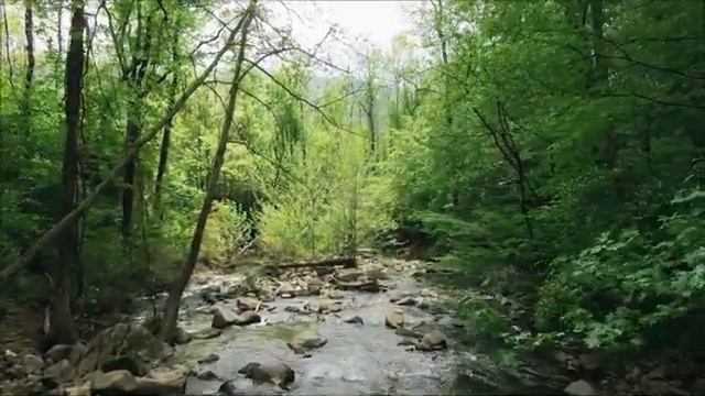 Звуки леса и пение птиц 3 часа для сна и медитации . Звуки природы для отдыха? смотреть онлайн