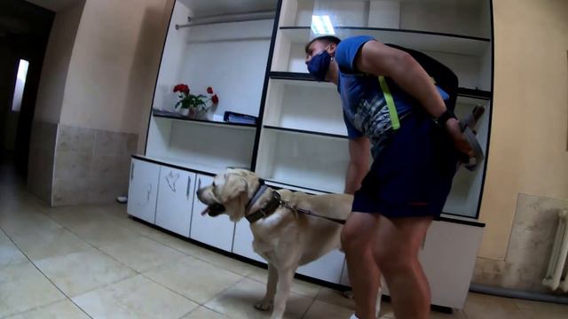 Прививка собаке в год + полезные советы от нашего ветеринара | #лабрадортрой #labradortroy смотреть онлайн