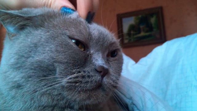 КОШКА МЫШКА/ МОРДА БРИТАНКИ КРУПНЫМ ПЛАНОМ. ВСЕМ ДОБРОГО УТРА! смотреть онлайн