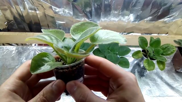 Как свет влияет на рост фиалки. смотреть онлайн