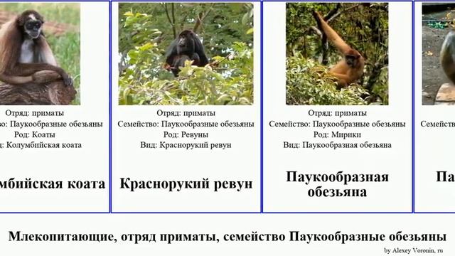 Млекопитающие, отряд приматы, семейство Паукообразные обезьяны primate order primate Atelidae смотреть онлайн