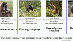 Млекопитающие, отряд приматы, семейство Паукообразные обезьяны primate order primate Atelidae