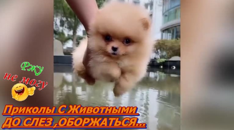 Приколы С Животными ДО СЛЕЗ ,ОБОРЖАТЬСЯ !!! смотреть онлайн