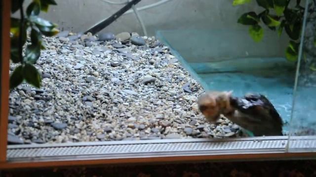 ТерраМания.рф_Крокодиловый кайман (Caiman crocodilus) смотреть онлайн