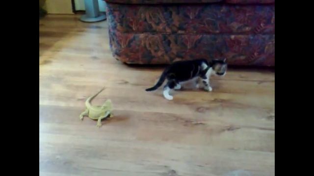Игуаны пугают котёнка смотреть онлайн
