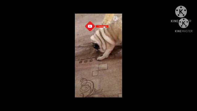 Агрессивный мопс жадничает!😄 смотреть онлайн