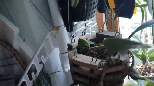 Обзор моих орхидей на ВЕСНУ 2020. 1 часть. смотреть онлайн