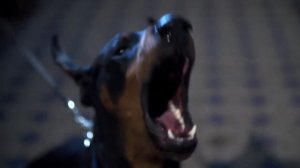 К чему снится СОБАКА или видеть во сне СОБАКУ | Толкование снов | Сонник Sk1.online