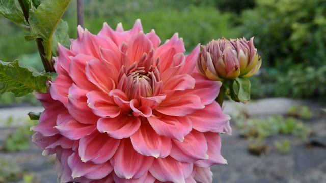 Георгины  HAPET 2013/005 и Summer Beauty. Dahlia HAPET 2013/005 And Summer Beauty