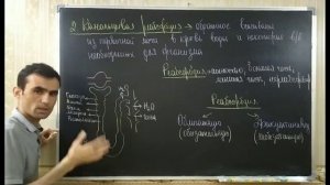 Физиология органов выделение. Почка. Нефрон. Механизм мочеобразования.Physiology of the kidney.